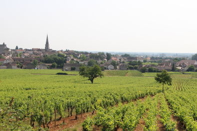 Meursault Village from Vineyards